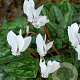Cyclamen hederif. 'Album' 10 cm verpakt per 25