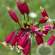 Dichelostemma ida-maia 5 cm verpakt per 100