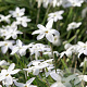 Ipheion unifl. 'Alberto Castillo' 5 cm verpakt per 100