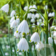 Leucojum aestivum 10-12 mm verpakt per 100