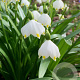 Leucojum vernum GM verpakt per 100