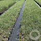 Stipa gigantea GM 2,0L