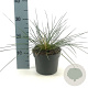 Stipa gigantea GM 2,0L