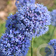 Allium caeruleum 5 cm verpakt per 100