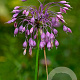 Allium cernuum GM verpakt per 100