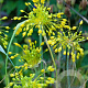 Allium flavum GM verpakt per 100