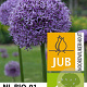 Allium 'Gladiator' 20 cm verpakt per 25