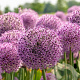 Allium 'Lucky Balloons' 18-20 cm verpakt per 2