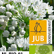 Allium neapolitanum verpakt per 100