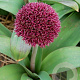 Allium 'Ostara' 12 cm verpakt per 25