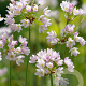 Allium roseum 5 cm verpakt per 100