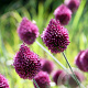 Allium sphaerocephalon 5-6 cm verpakt per 100