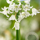 Allium triquetrum 5 cm verpakt per 100