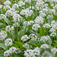 Allium ursinum GM verpakt per 100