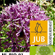Allium 'Violet Beauty' 12 cm verpakt per 100