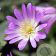 Anemone blanda 'Charmer' 5 cm verpakt per 100