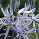 Camassia cusickii 14 CM verpakt per 25