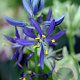 Camassia quamash verpakt per 100