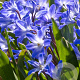 Chionodoxa forbesii 'Blue Giant' 5 cm verpakt per 100