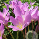 Colchicum autumnale 13 CM verpakt per 10