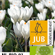 Crocus 'Jeanne D'Arc' 8-9 cm verpakt per 100