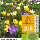 Crocus 'Species' Mix 5 cm verpakt per 100