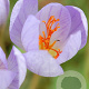 Crocus speciosus 'Conqueror' 5 cm verpakt per 100