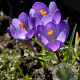 Crocus tommasinianus 5 cm verpakt per 100