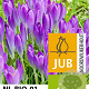 Crocus tommasinianus 'Barr's Purple' 5 cm verpakt per 100