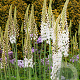 Eremurus himalaicus GM verpakt per 100