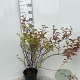 Spiraea jap. 'Froebelii' 60-80 cm 5,0L