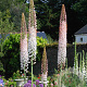 Eremurus robustus GM verpakt per 100