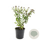 Spiraea jap. 'Froebelii' GM C1.3
