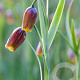 Fritillaria uva-vulpis verpakt per 100