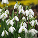 Galanthus elwesii verpakt per 100