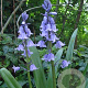 Hyacinthoides hispanica 8-10 cm verpakt per 100