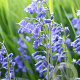 Hyacinthoides non-scripta verpakt per 100