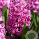 Hyacinthus 'Pink Pearl' verpakt per 50