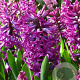 Hyacinthus 'Woodstock' verpakt per 50