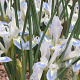 Iris reticulata 'Frozen Planet' 5-6 cm verpakt per 100