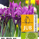 Iris reticulata 'J.S. Dijt' verpakt per 100