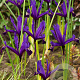 Iris reticulata 'Pauline' verpakt per 100
