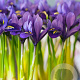 Iris reticulata 'Pixie' verpakt per 100