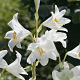 Lilium candidum 18-20 cm verpakt per 2