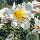 Lilium regale 18-20 cm verpakt per 2