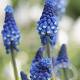 Muscari botryoides 'Superstar' verpakt per 100