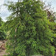 Taxodium distichum 300-325 cm draadkluit extra
