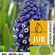 Muscari 'Joyce Spirit' verpakt per 100