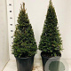 Taxus baccata 60-70 cm 10L kegel