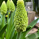 Muscari 'Lady Madonna' verpakt per 100